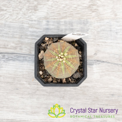 Euphorbia Obesa