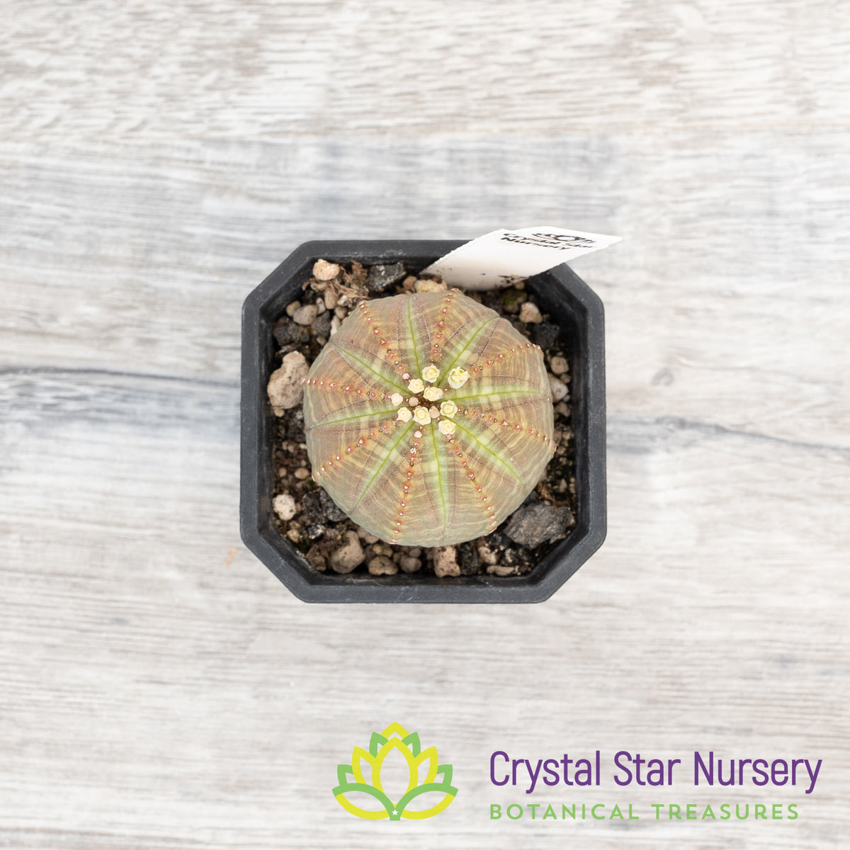Euphorbia Obesa