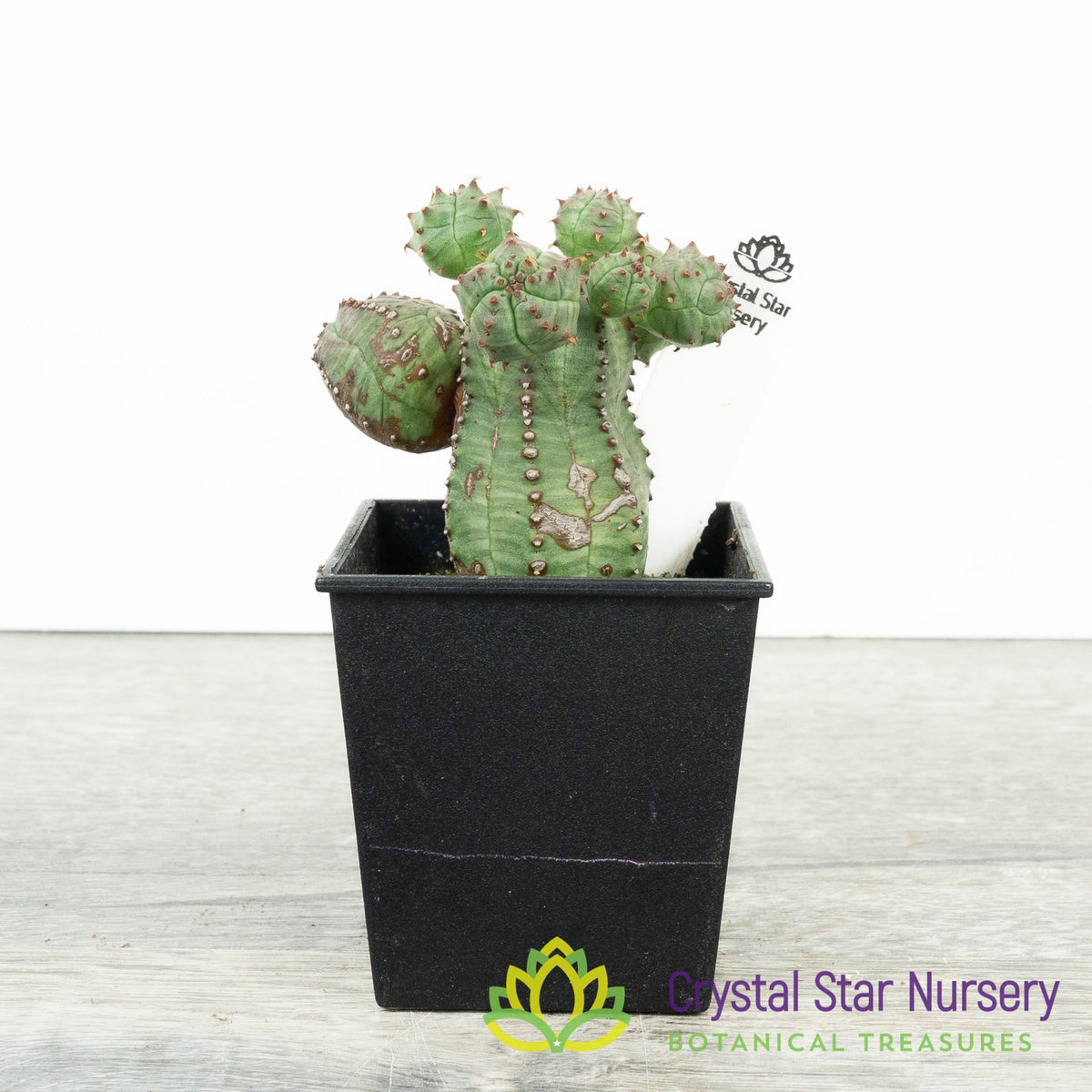 Euphorbia Obesa F. Monstruosa