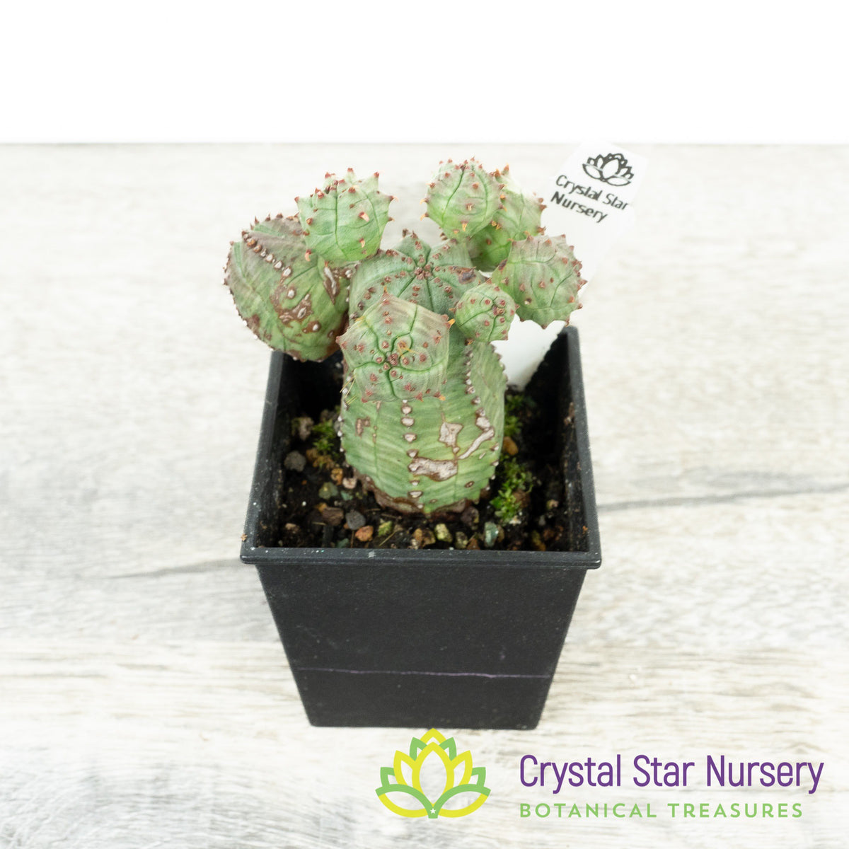 Euphorbia Obesa F. Monstruosa