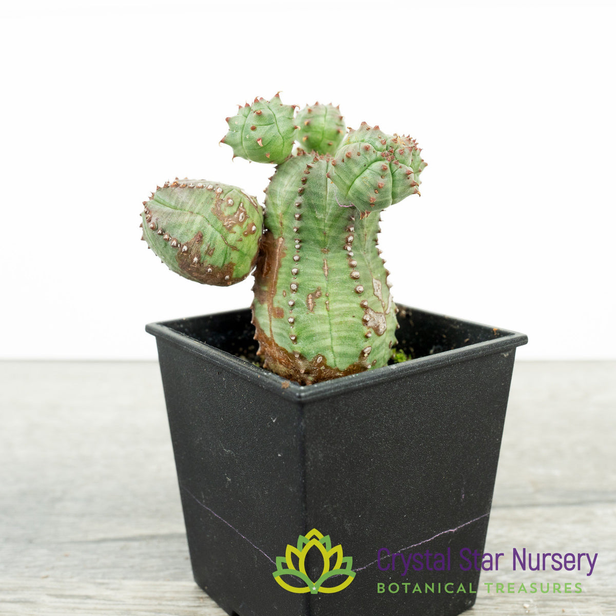 Euphorbia Obesa F. Monstruosa