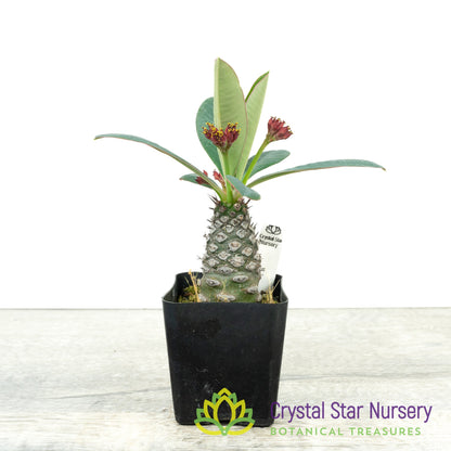 Euphorbia Pachypodioides