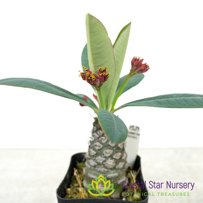 Euphorbia Pachypodioides