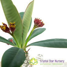 Euphorbia Pachypodioides