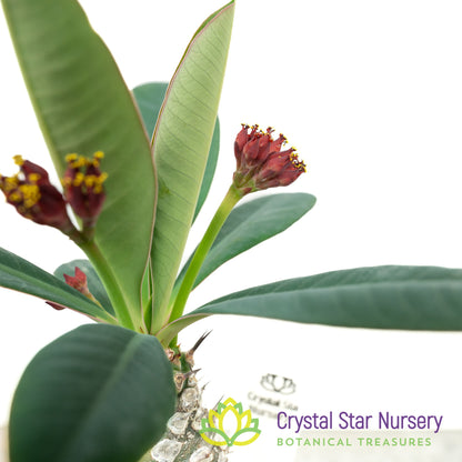 Euphorbia Pachypodioides