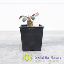 Euphorbia Pachypodioides