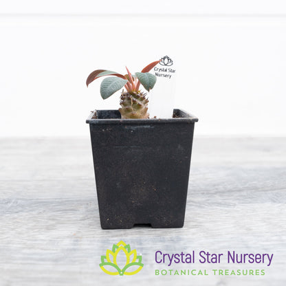 Euphorbia Pachypodioides