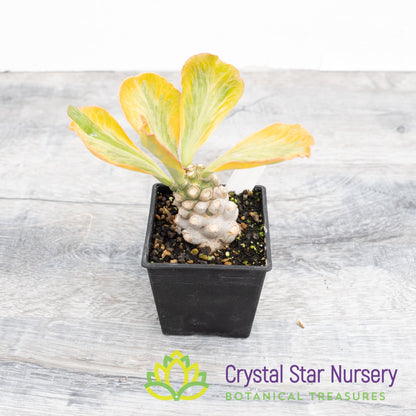 Euphorbia Poissonii Variegated