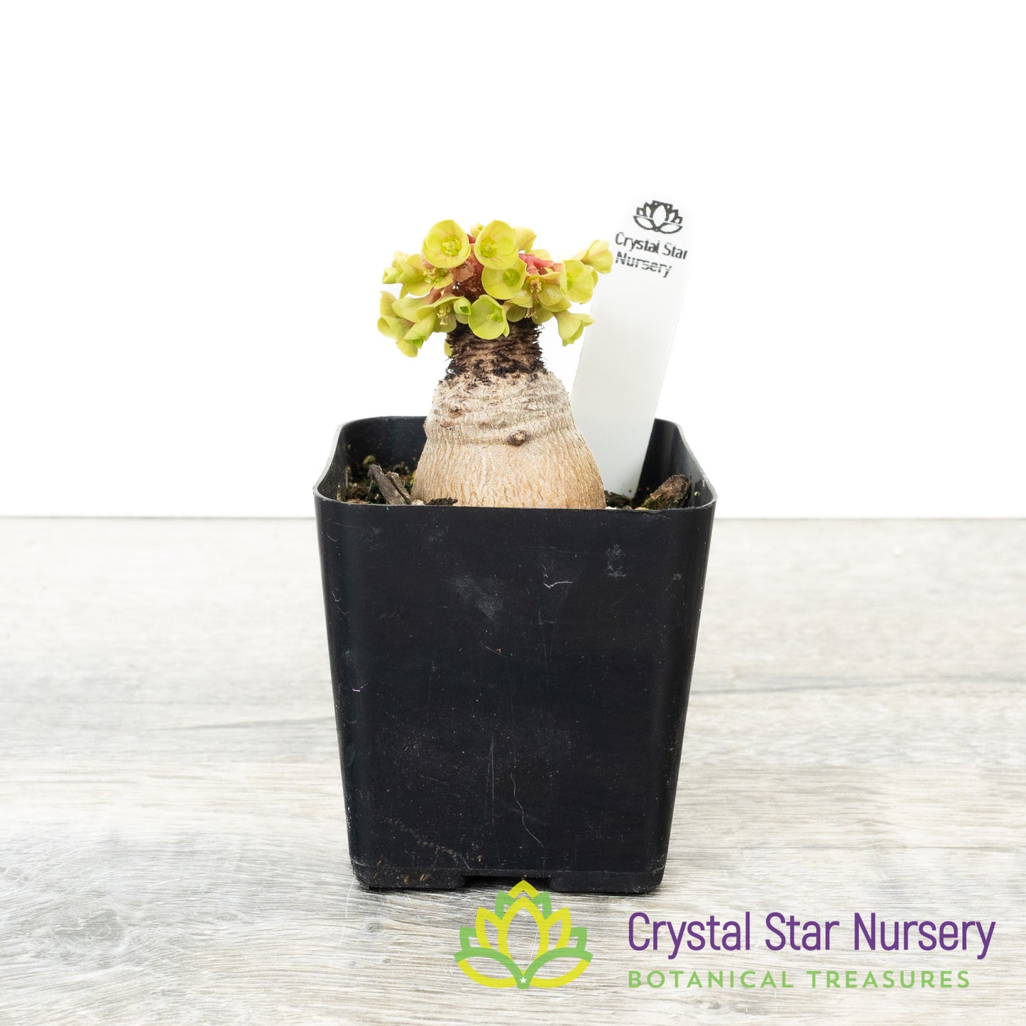 Euphorbia Ramena