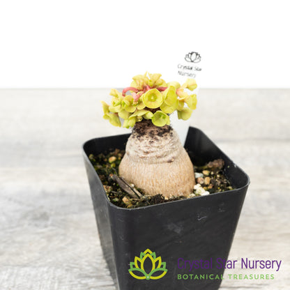 Euphorbia Ramena