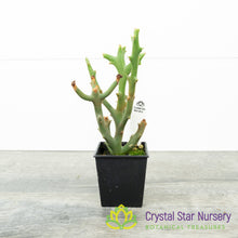 Euphorbia Stenoclada