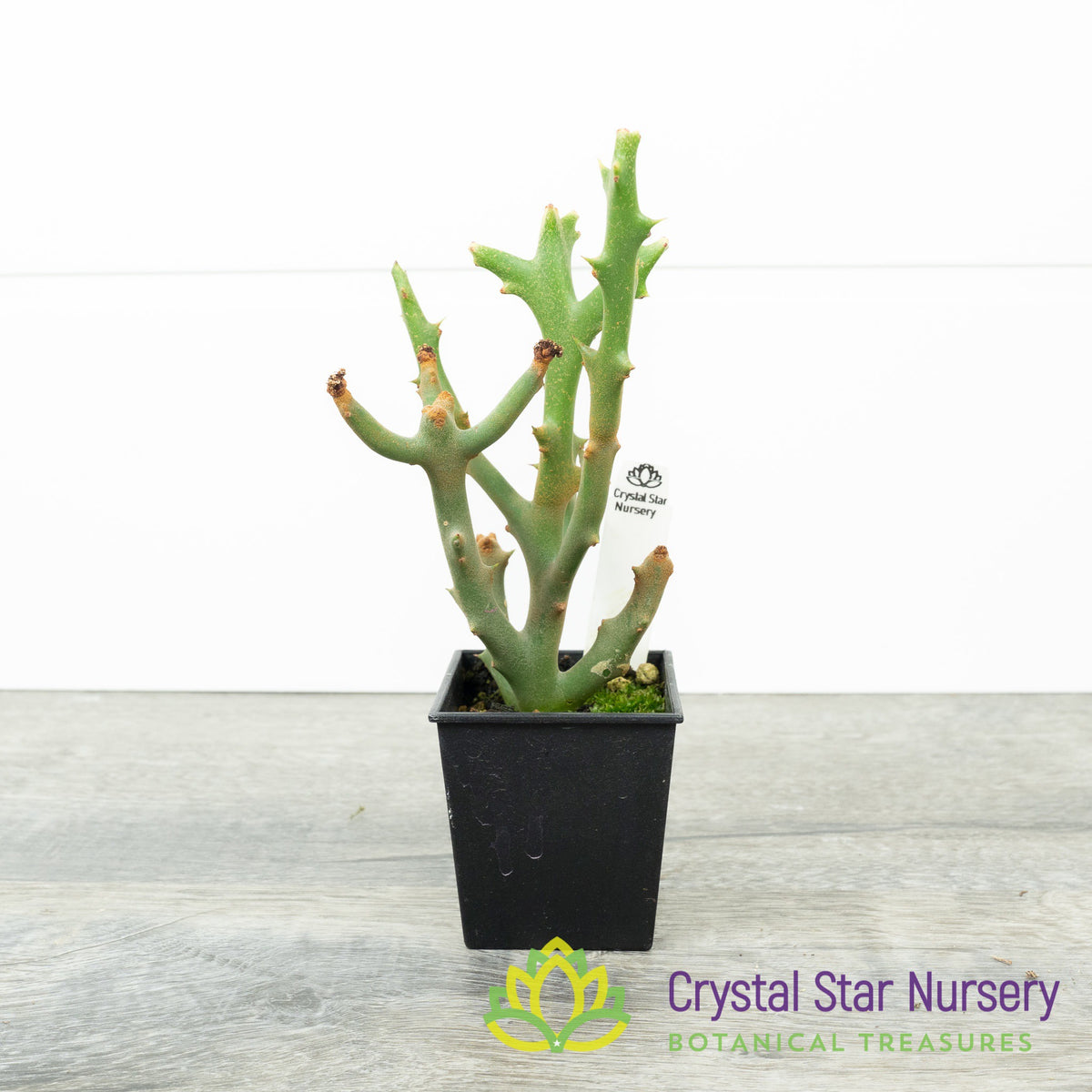 Euphorbia Stenoclada