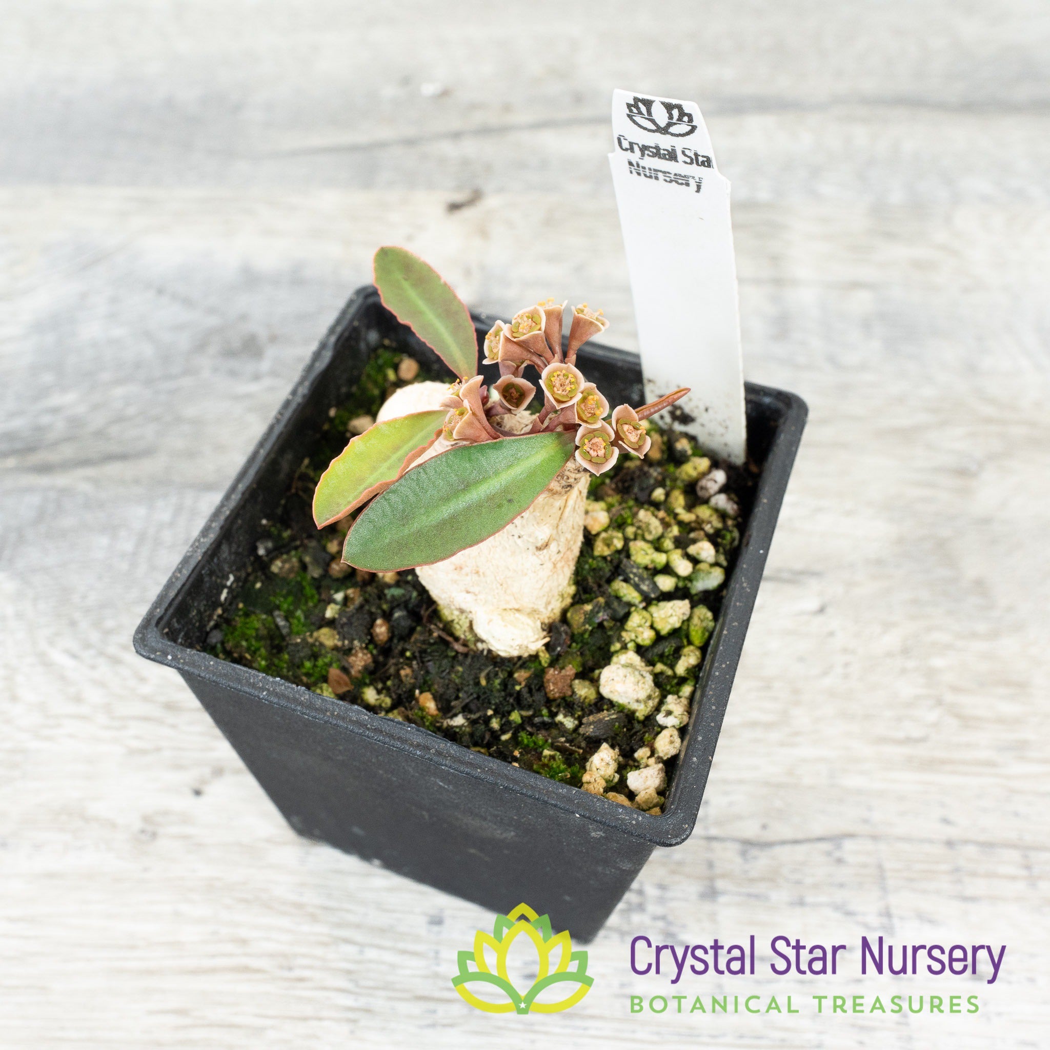 Euphorbia subapoda – Crystal Star Nursery