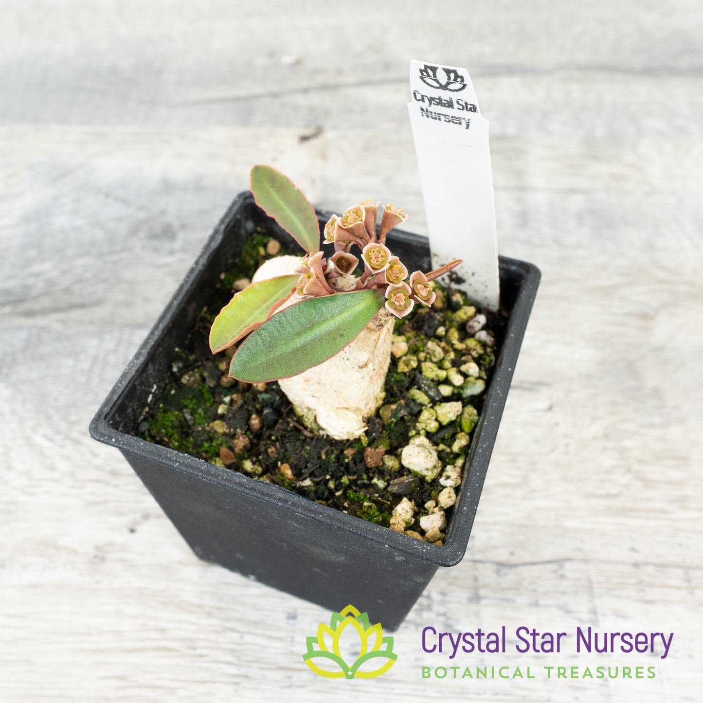 Euphorbia subapoda