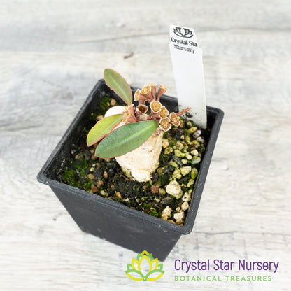 Euphorbia subapoda