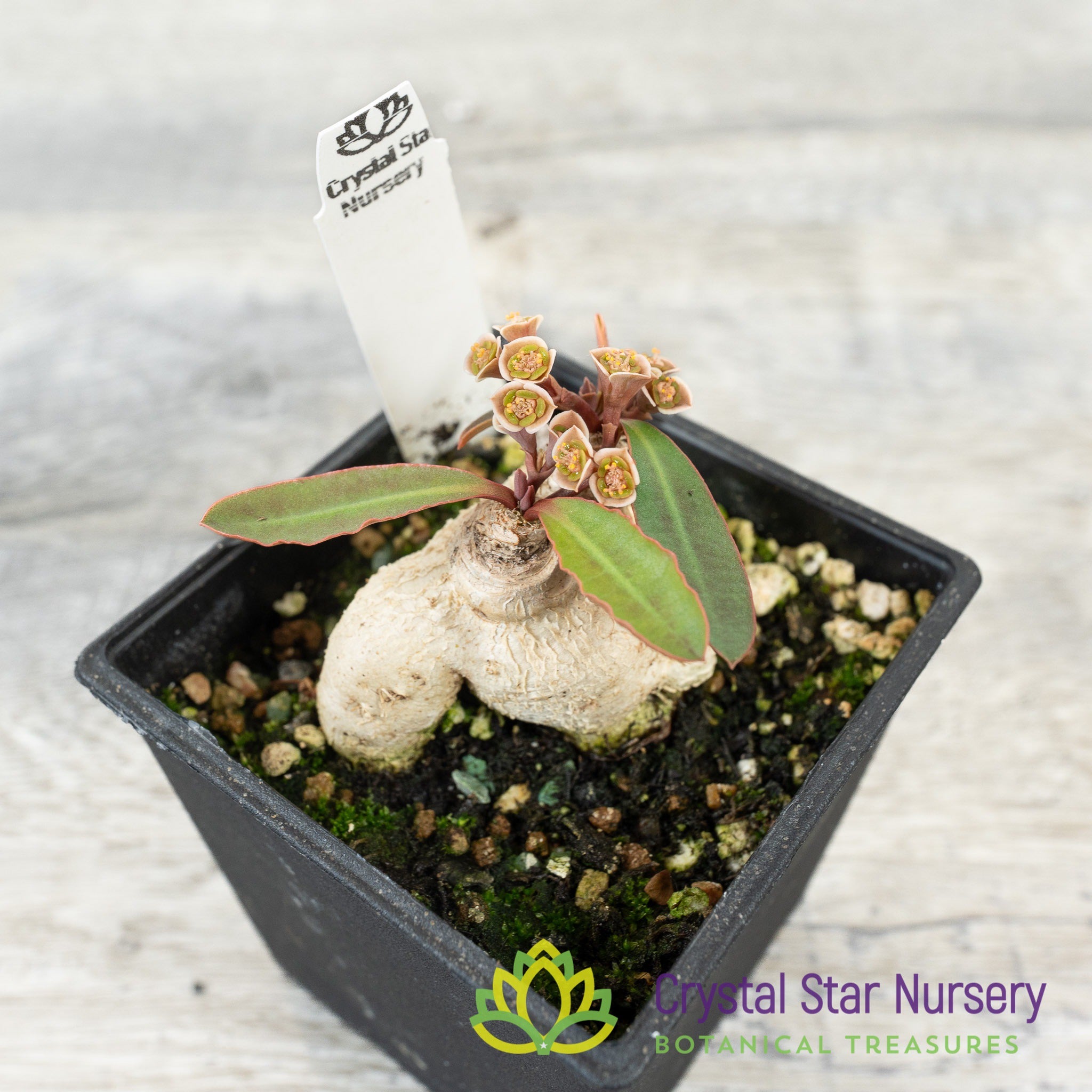 Euphorbia subapoda – Crystal Star Nursery