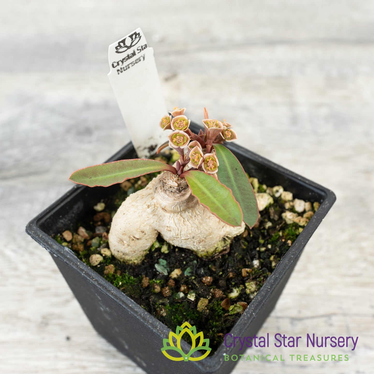 Euphorbia subapoda