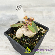Euphorbia subapoda
