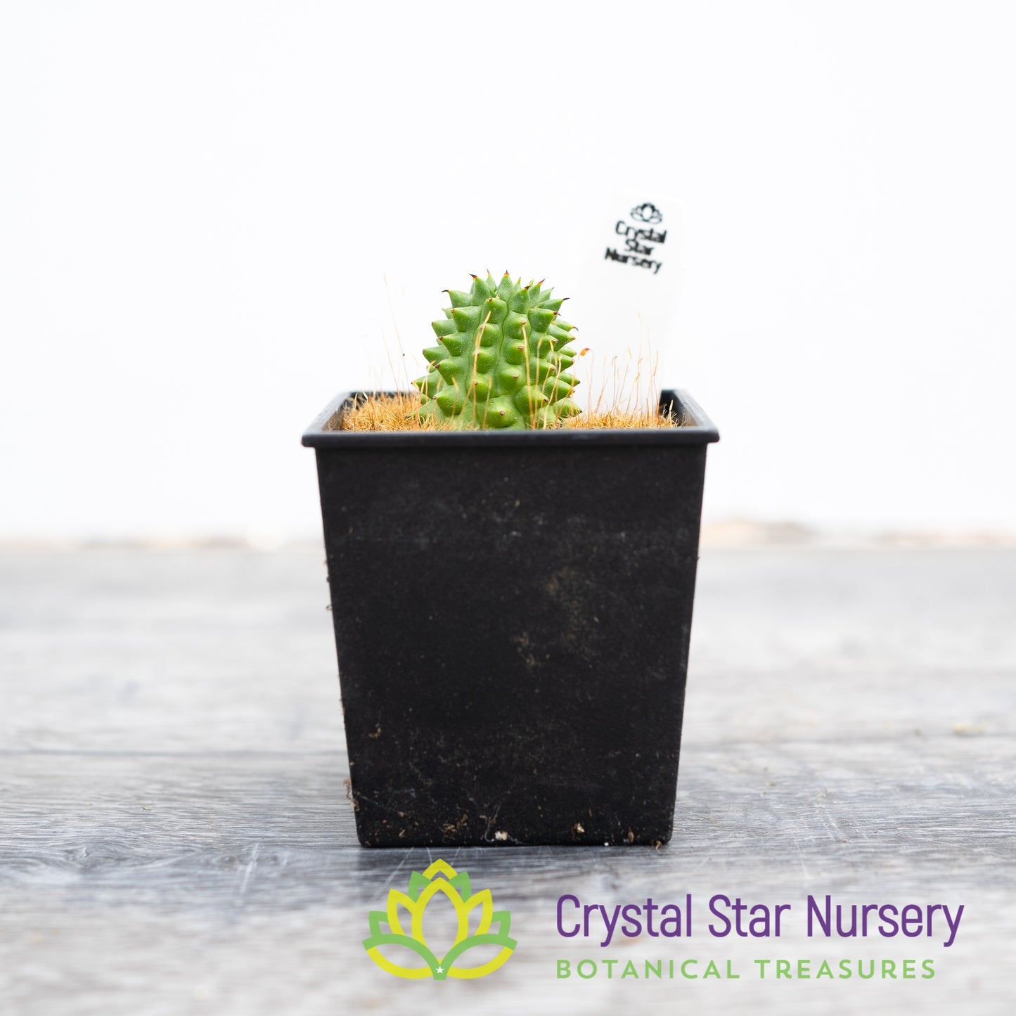 Euphorbia Suzannae