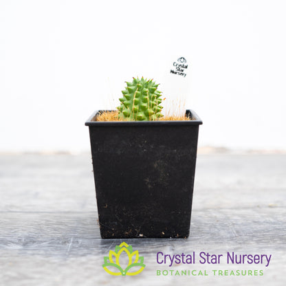 Euphorbia Suzannae