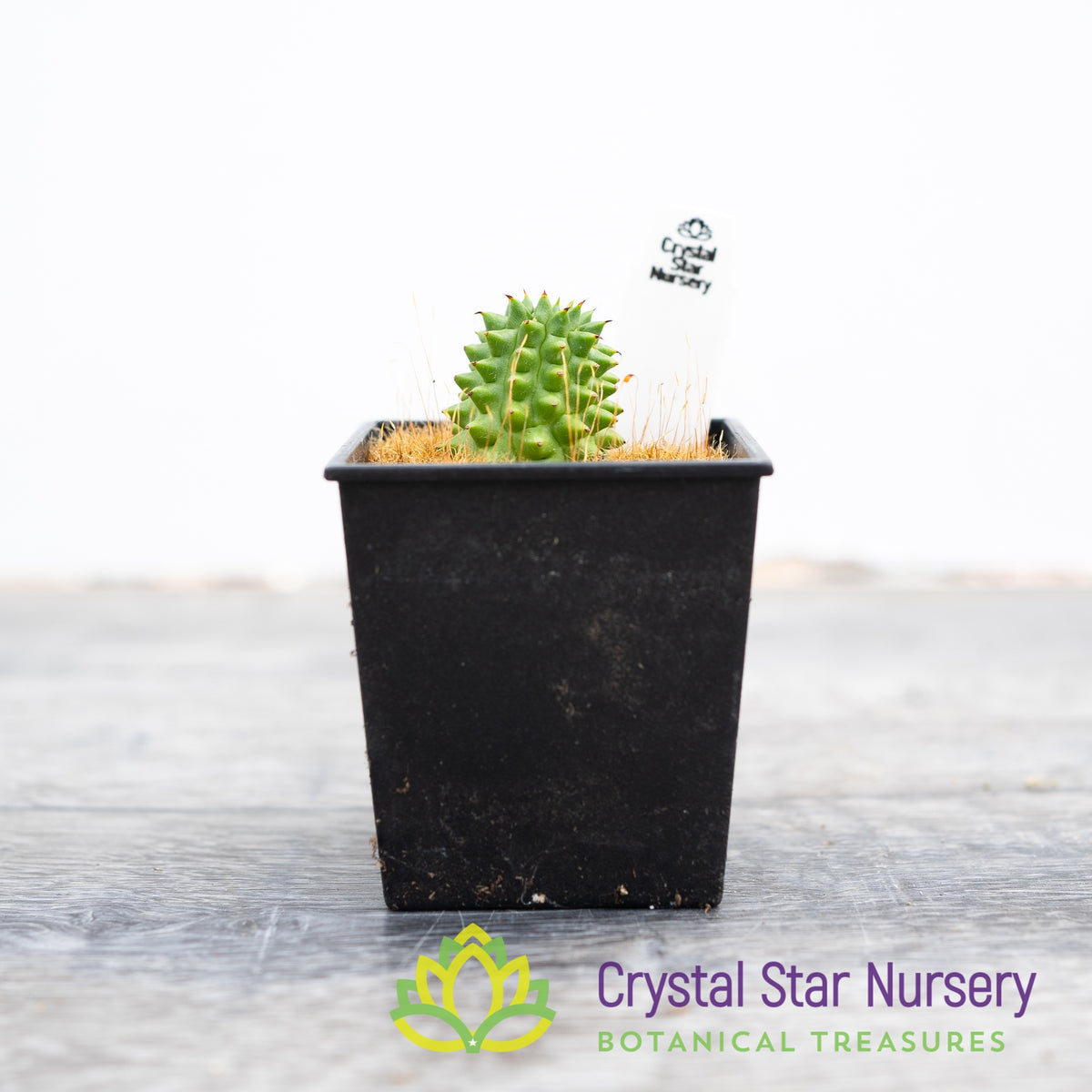Euphorbia Suzannae