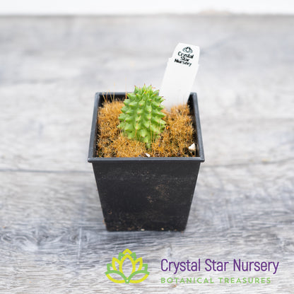 Euphorbia Suzannae