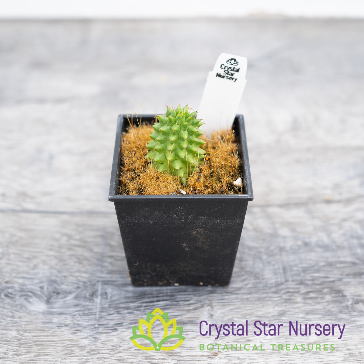 Euphorbia Suzannae