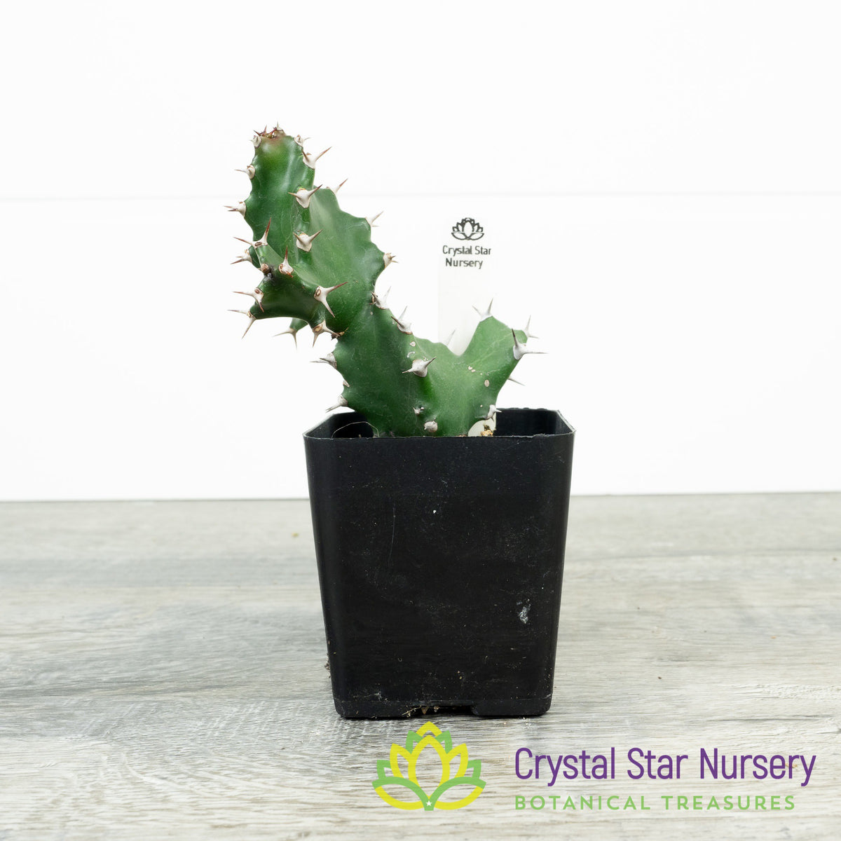 Euphorbia Tortilis