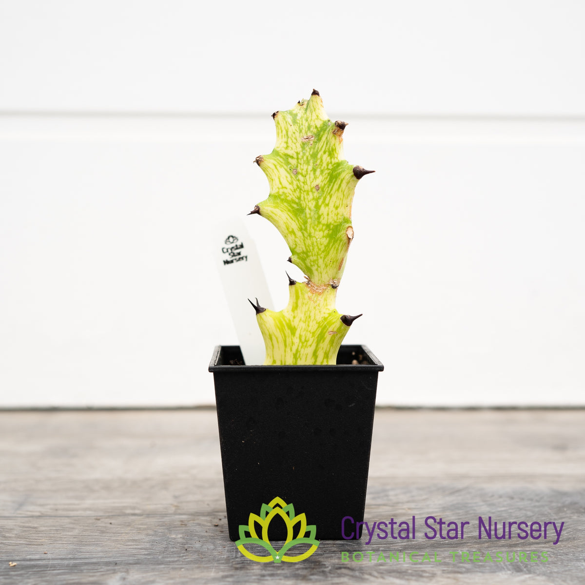 Euphorbia Trigona