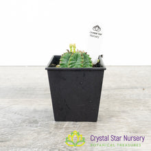 Euphorbia Tubiglans Hybrid (ET01)