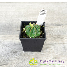 Euphorbia Tubiglans Hybrid (ET01)