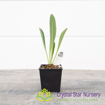 Euphorbia Bupleurifolia