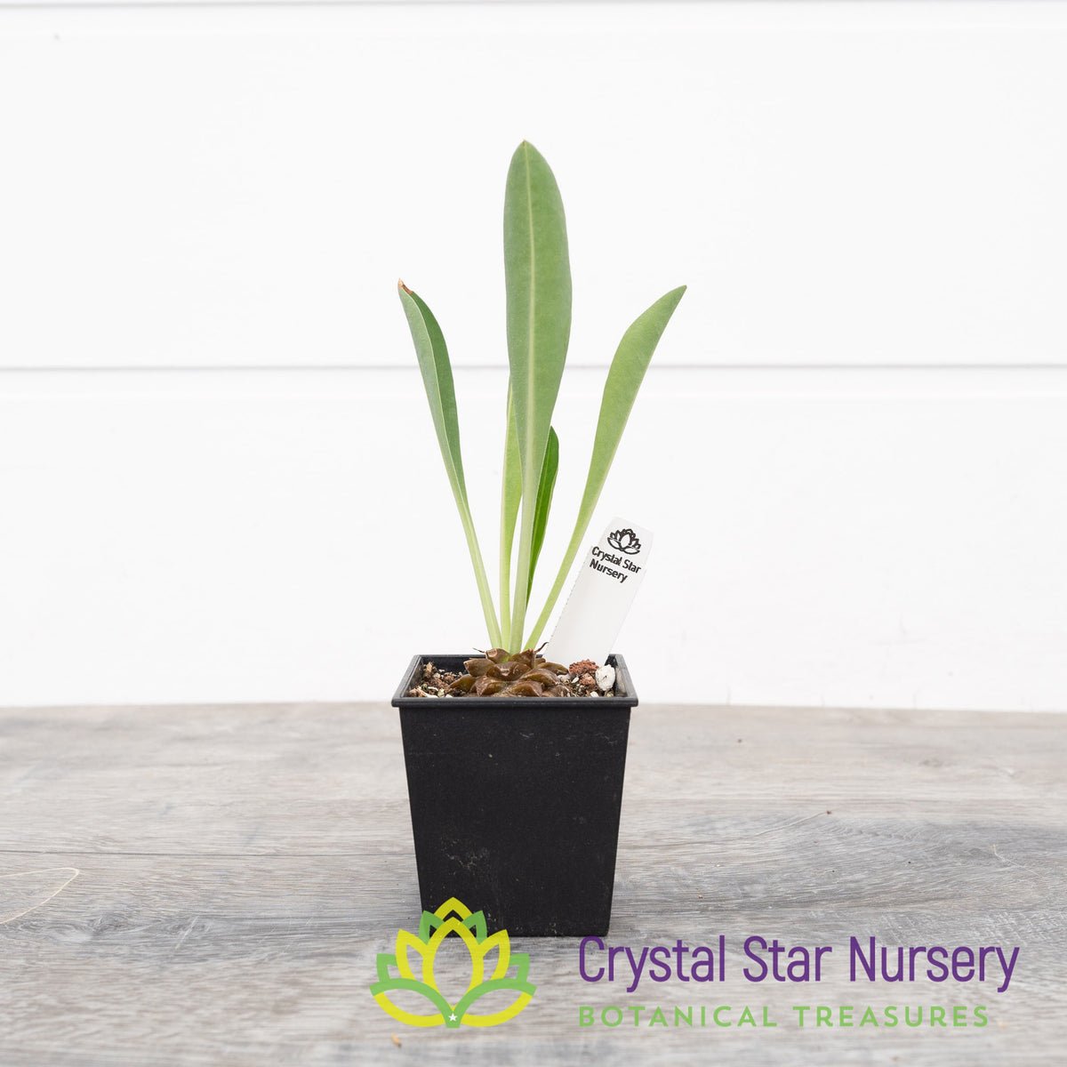 Euphorbia Bupleurifolia
