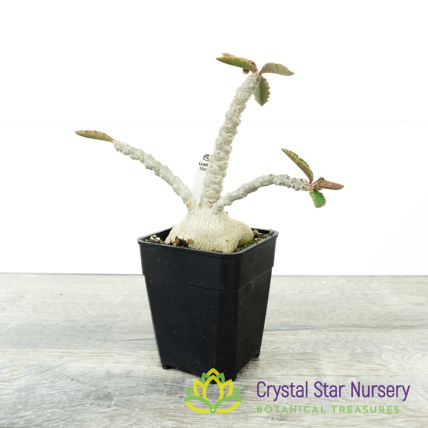 Euphorbia ambovombensis