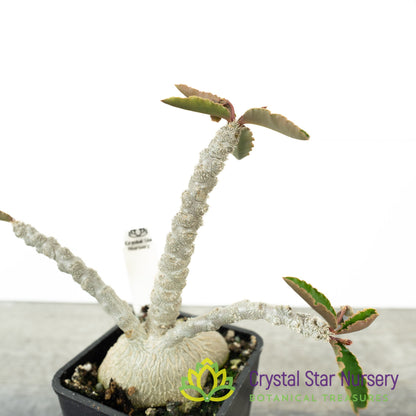 Euphorbia ambovombensis