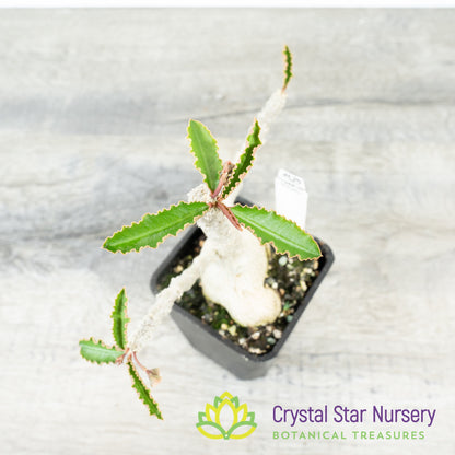 Euphorbia ambovombensis