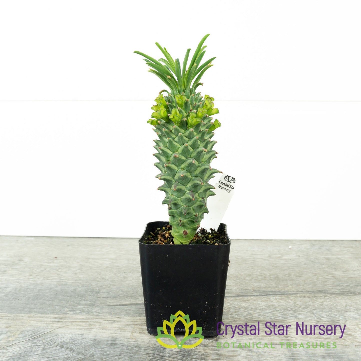 Euphorbia clandestina