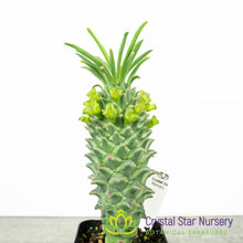 Euphorbia clandestina