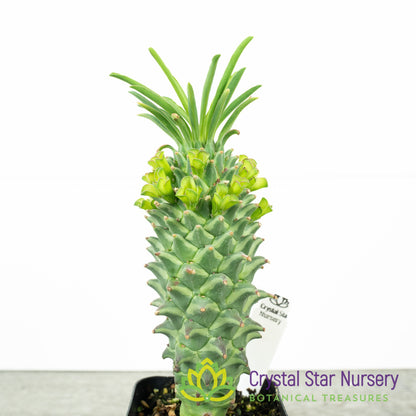 Euphorbia clandestina
