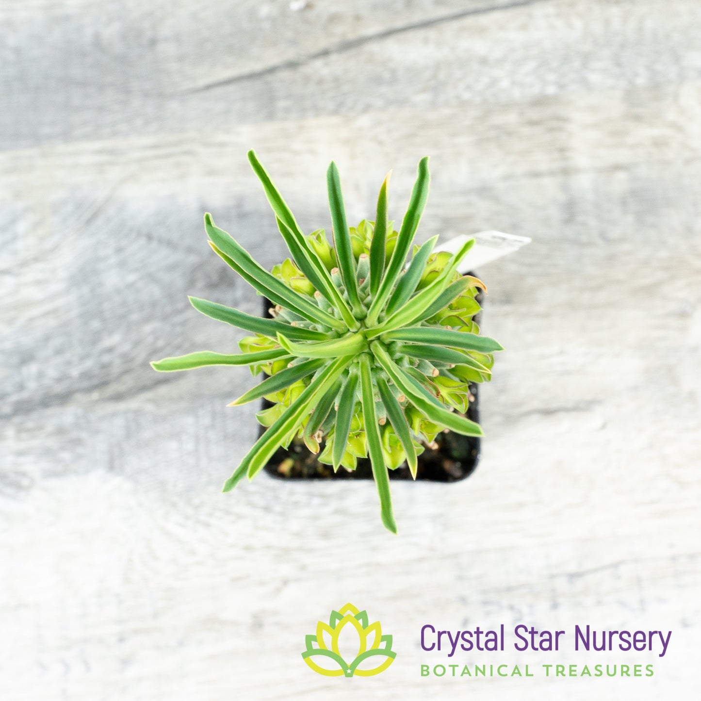Euphorbia clandestina