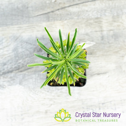 Euphorbia clandestina