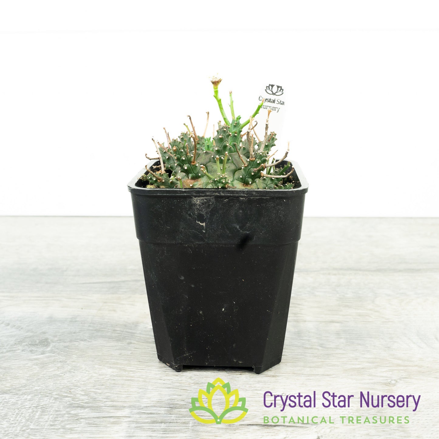 Euphorbia decepta