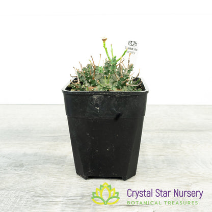 Euphorbia decepta