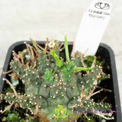 Euphorbia decepta