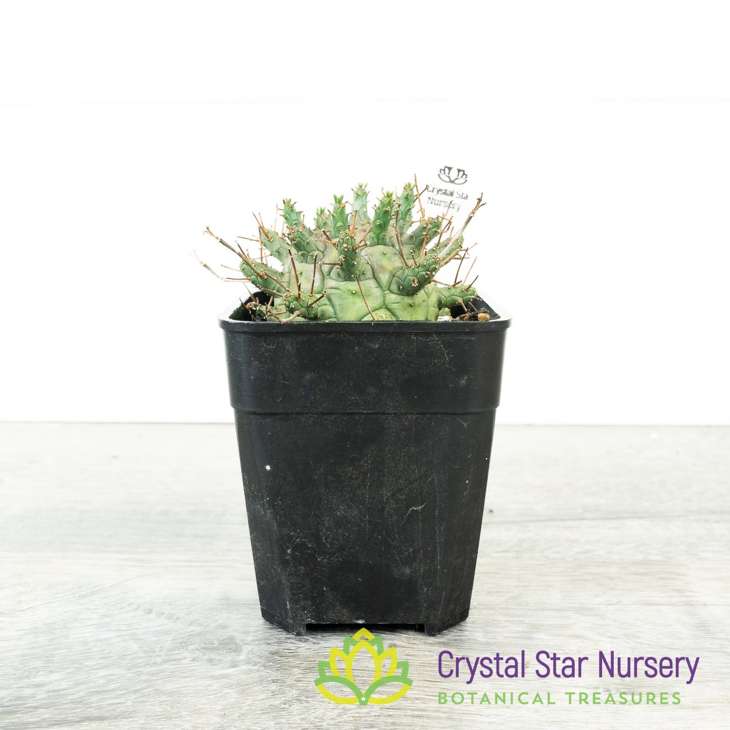 Euphorbia decepta