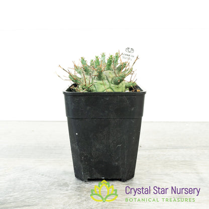 Euphorbia decepta