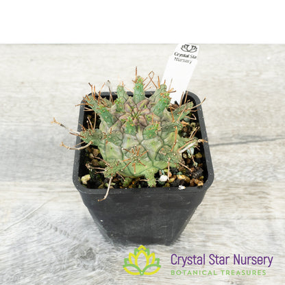 Euphorbia decepta