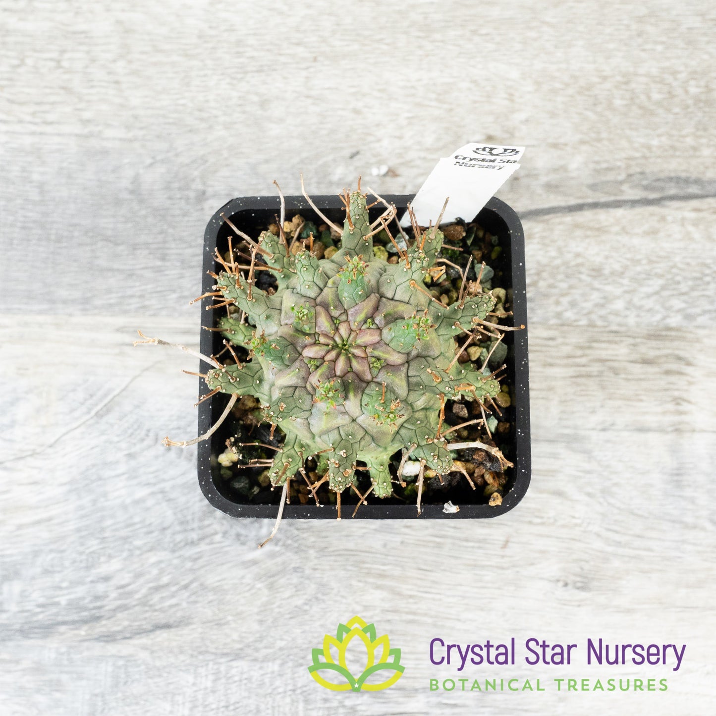 Euphorbia decepta