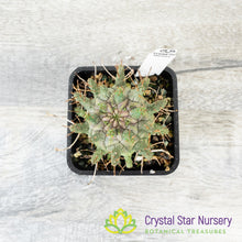 Euphorbia decepta