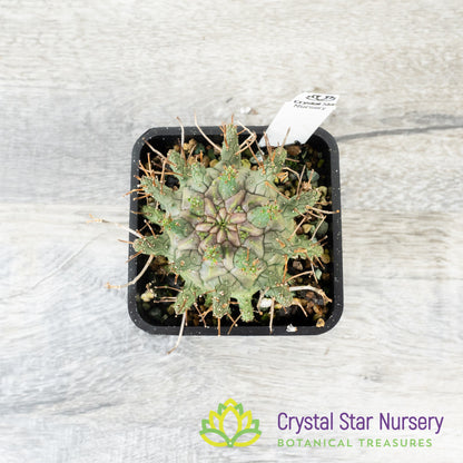 Euphorbia decepta